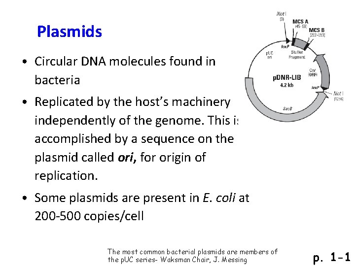 Plasmids • Circular DNA molecules found in bacteria • Replicated by the host’s machinery