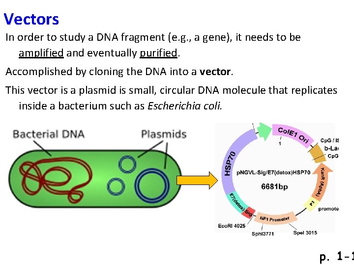Vectors In order to study a DNA fragment (e. g. , a gene), it