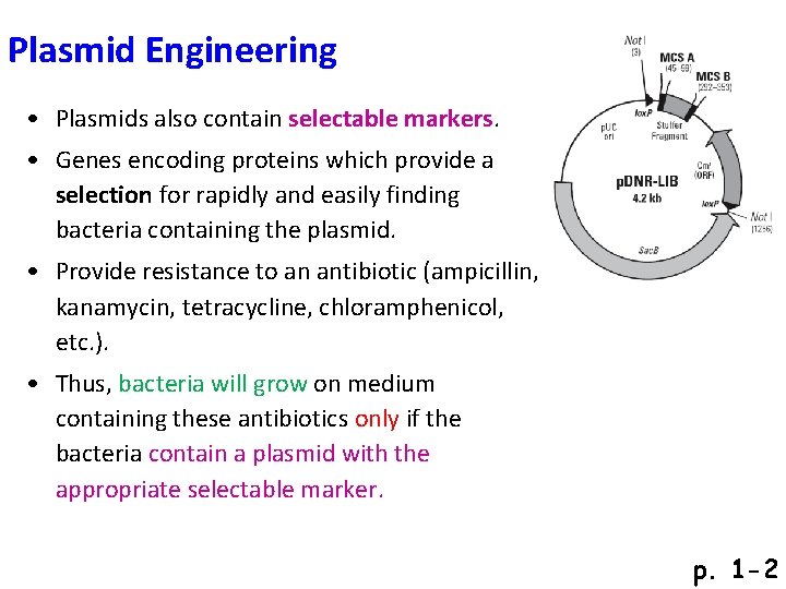 Plasmid Engineering • Plasmids also contain selectable markers. • Genes encoding proteins which provide