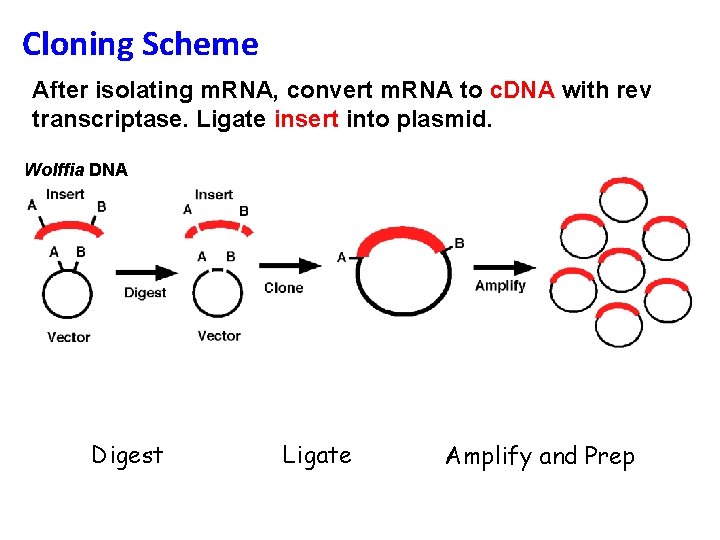 Cloning Scheme After isolating m. RNA, convert m. RNA to c. DNA with rev