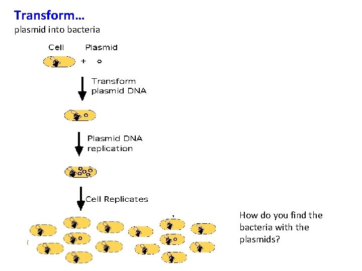 Transform… plasmid into bacteria How do you find the bacteria with the plasmids? 