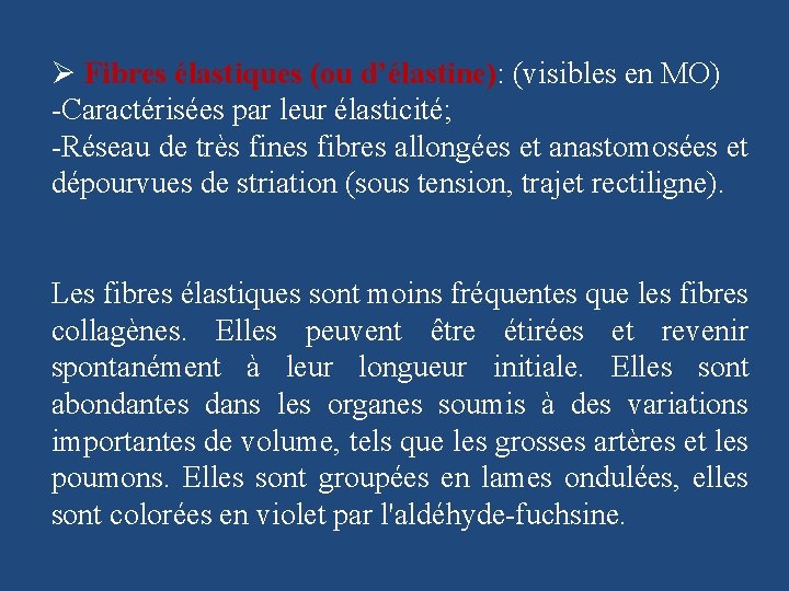 Ø Fibres élastiques (ou d’élastine): (visibles en MO) -Caractérisées par leur élasticité; -Réseau de