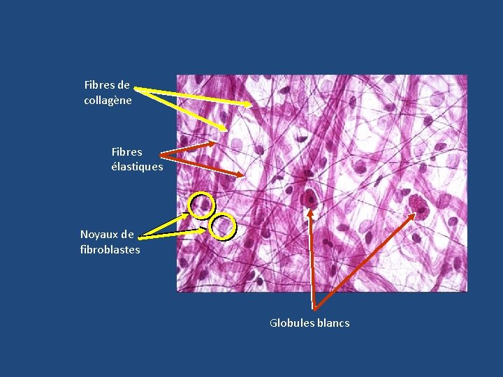 Fibres de collagène Fibres élastiques Noyaux de fibroblastes Globules blancs 