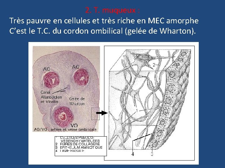 2. T. muqueux : Très pauvre en cellules et très riche en MEC amorphe