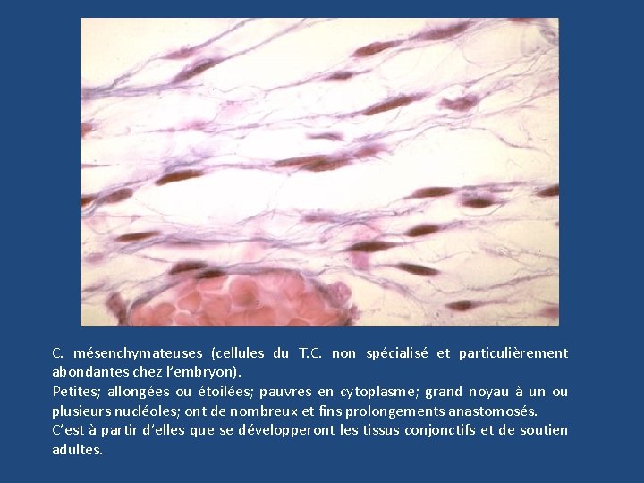 C. mésenchymateuses (cellules du T. C. non spécialisé et particulièrement abondantes chez l’embryon). Petites;