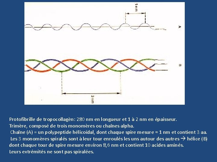 Protofibrille de tropocollagèn: 280 nm en longueur et 1 à 2 nm en épaisseur.