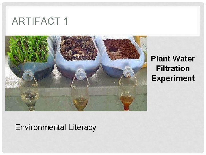 ARTIFACT 1 Plant Water Filtration Experiment Environmental Literacy 