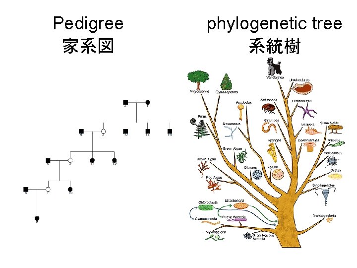 Pedigree 家系図 phylogenetic tree 系統樹 