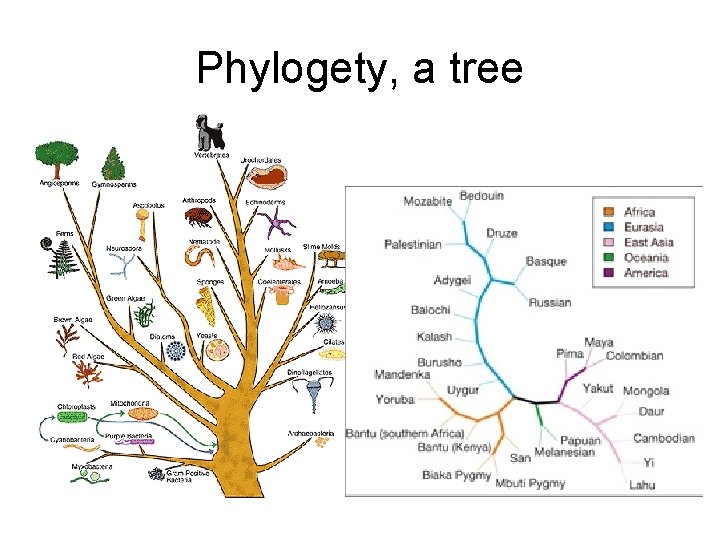 Phylogety, a tree 