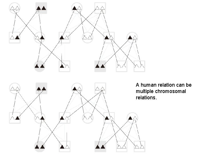 A human relation can be multiple chromosomal relations. 