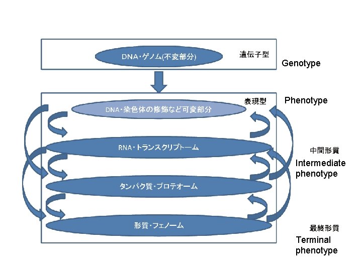 Genotype Phenotype Intermediate phenotype Terminal phenotype 
