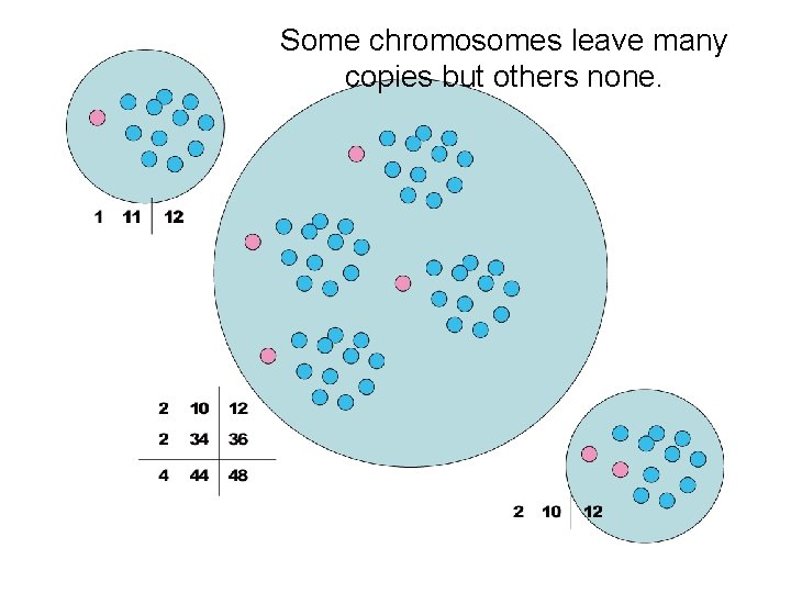 Some chromosomes leave many copies but others none. 