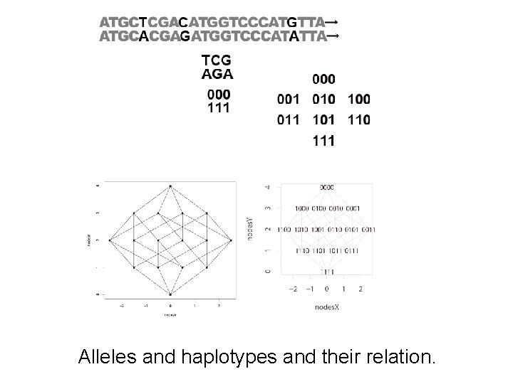 Alleles and haplotypes and their relation. 