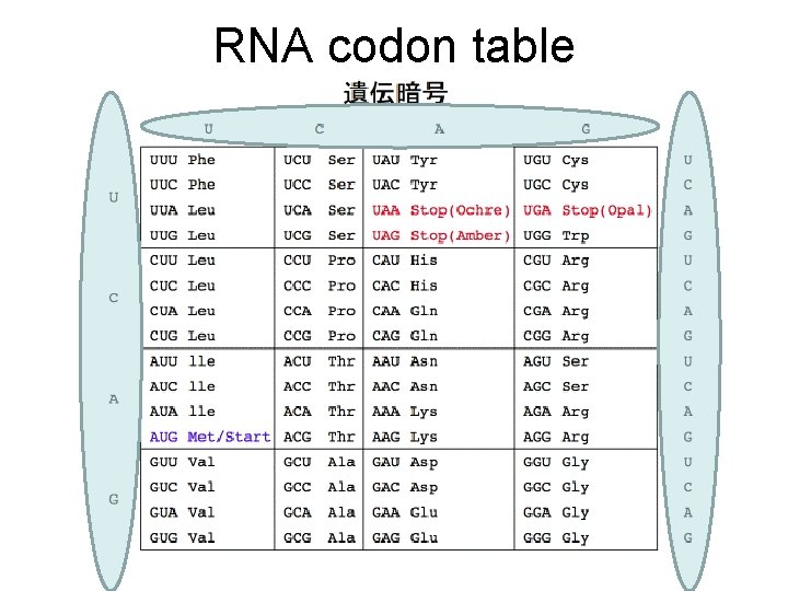 RNA codon table 