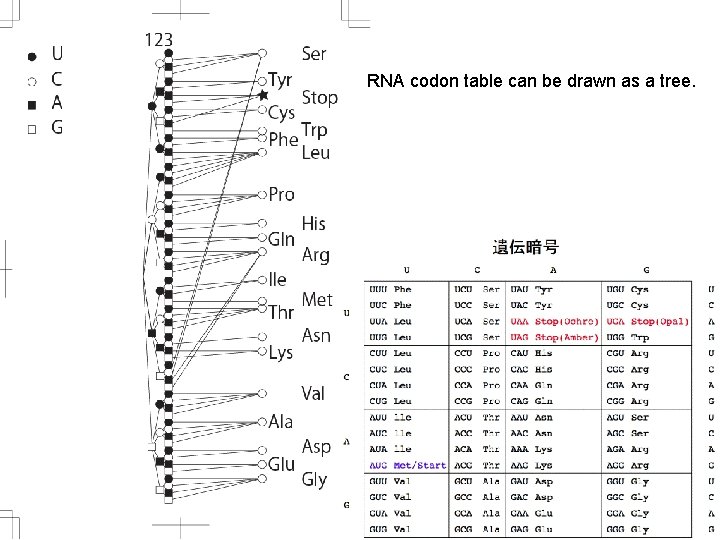RNA codon table can be drawn as a tree. 