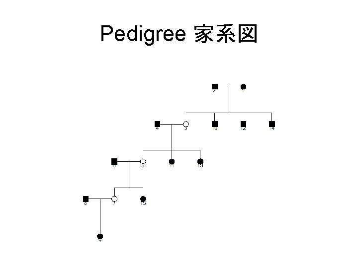Pedigree 家系図 