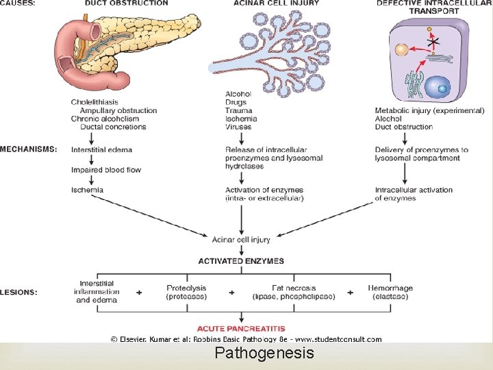  Pathogenesis 