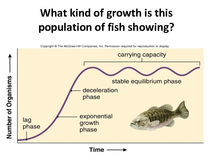 What kind of growth is this population of fish showing? 