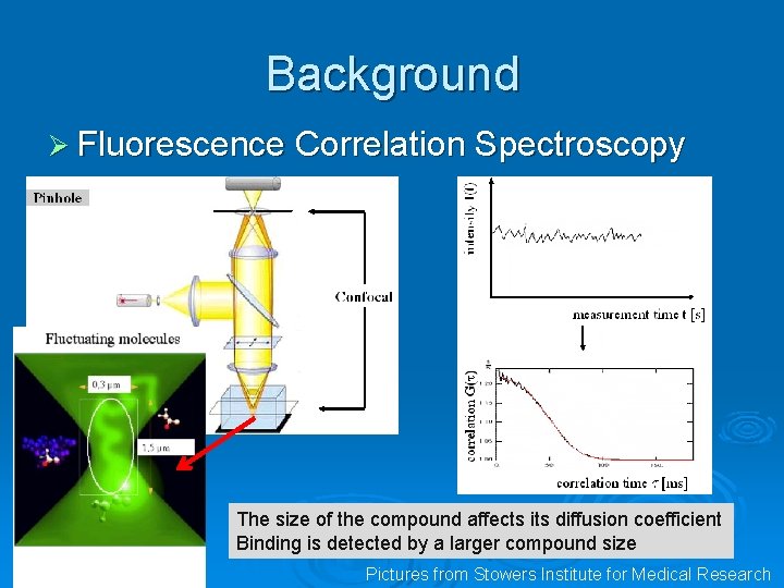 Background Ø Fluorescence Correlation Spectroscopy The size of the compound affects its diffusion coefficient