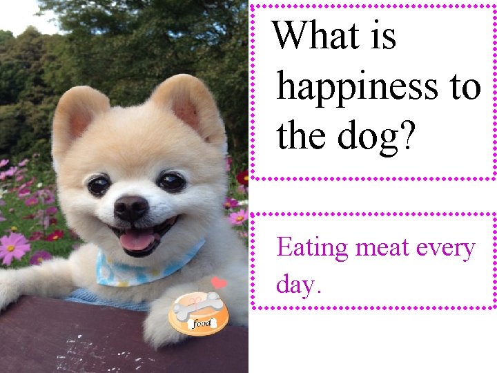 What is happiness to the dog? Eating meat every day. 