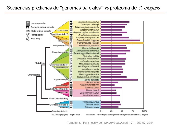 Secuencias predichas de “genomas parciales” vs proteoma de C. elegans Tomado de: Parkinson y