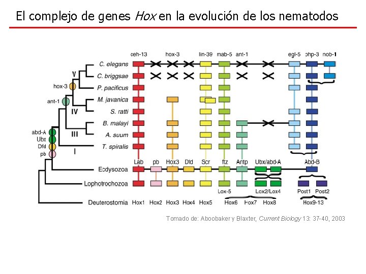 El complejo de genes Hox en la evolución de los nematodos Tomado de: Aboobaker