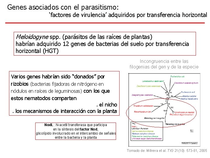 Genes asociados con el parasitismo: ‘factores de virulencia’ adquiridos por transferencia horizontal Meloidogyne spp.