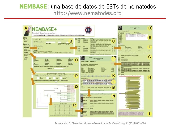 NEMBASE: una base de datos de ESTs de nematodos http: //www. nematodes. org Tomado