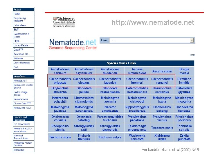 Estudios genómicos en nematodos http: //www. nematode. net Ver también Martin et al (2009)