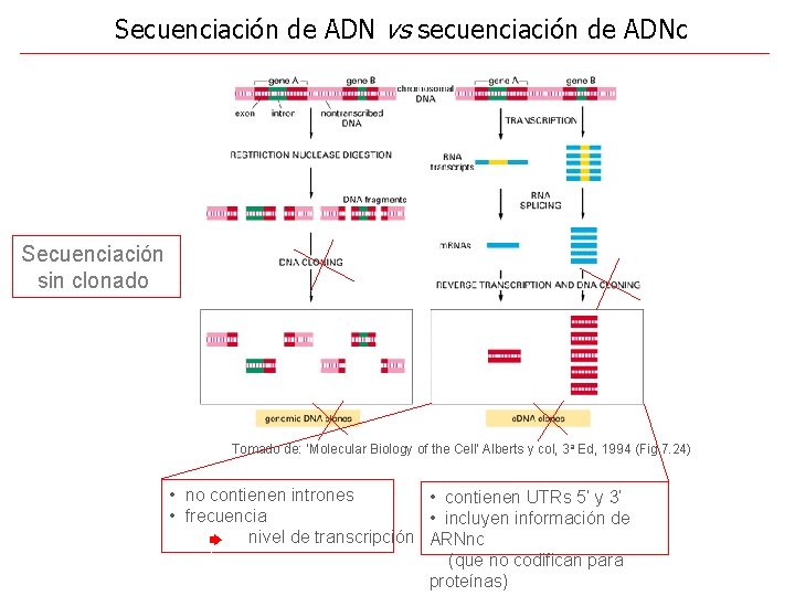 Secuenciación de ADN vs secuenciación de ADNc Secuenciación sin clonado Tomado de: ‘Molecular Biology