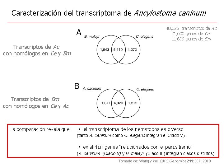 Caracterización del transcriptoma de Ancylostoma caninum 48, 326 transcriptos de Ac 21, 000 genes