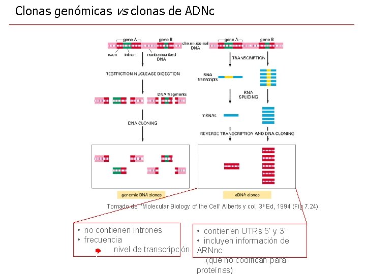 Clonas genómicas vs clonas de ADNc Tomado de: ‘Molecular Biology of the Cell’ Alberts