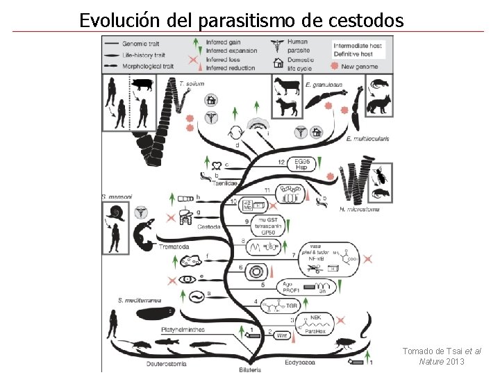 Evolución parasitismo de de cestodos Evolución deldelparasitismo cestodos Tomado de Tsai et al Nature