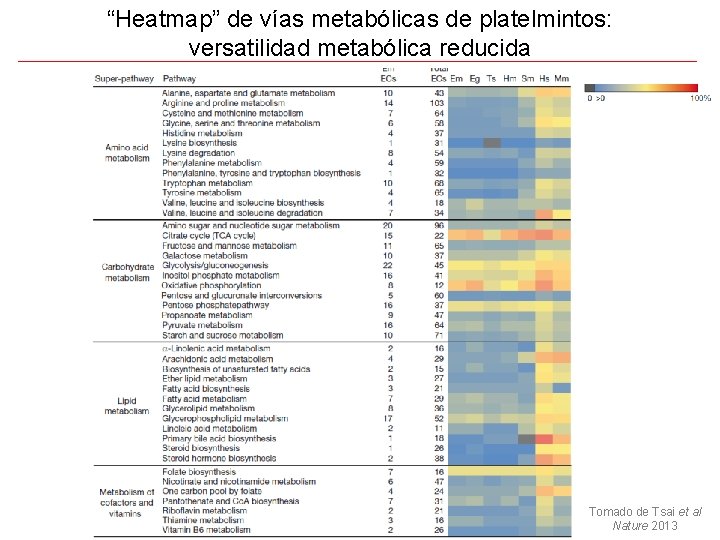 “Heatmap” de vías metabólicas de platelmintos: versatilidad metabólica reducida Tomado de Tsai et al