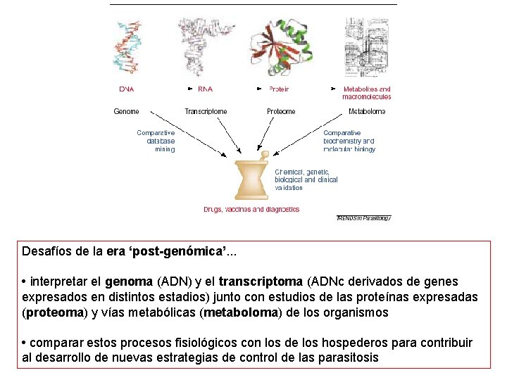 Desafíos de la era ‘post-genómica’. . . • interpretar el genoma (ADN) y el