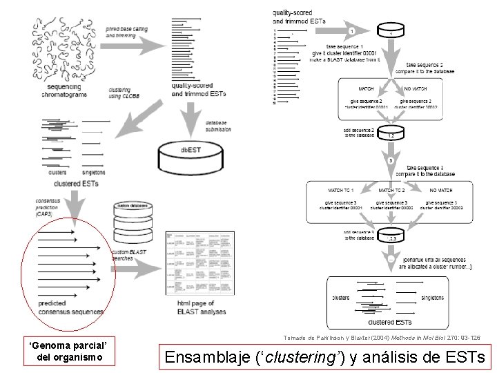 ‘Genoma parcial’ del organismo Tomado de Parkinson y Blaxter (2004) Methods in Mol Biol