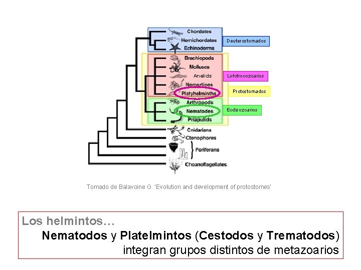 Deuterostomados Anelids Lofotrocozoarios Protostomados Ecdisozoarios Tomado de Balavoine G. ‘Evolution and development of protostomes’