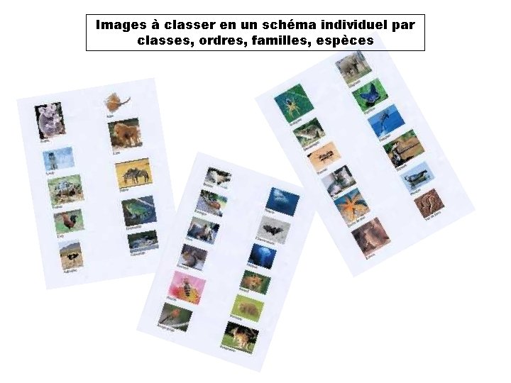 Images à classer en un schéma individuel par classes, ordres, familles, espèces 