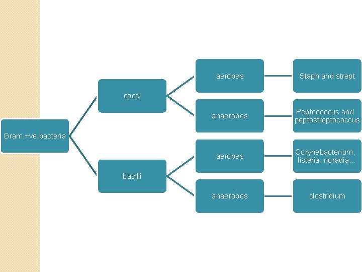 aerobes Staph and strept anaerobes Peptococcus and peptostreptococcus aerobes Corynebacterium, listeria, noradia… anaerobes clostridium