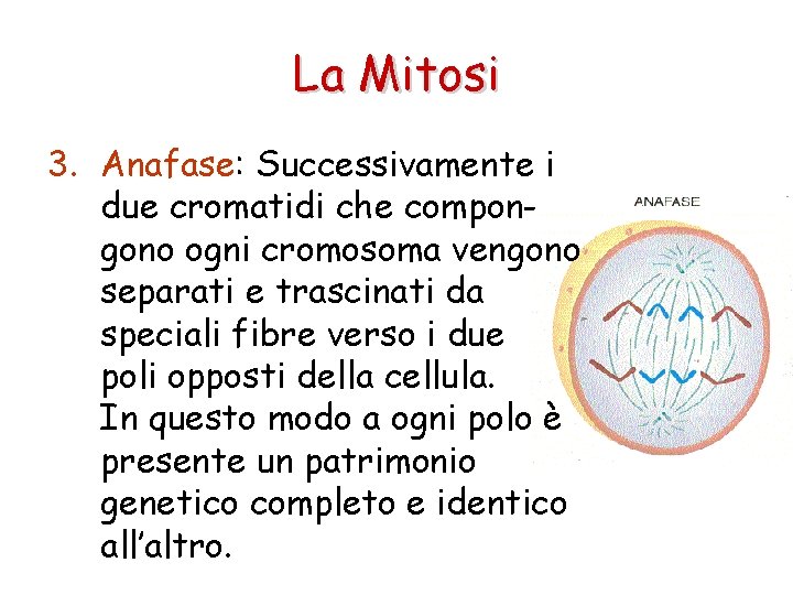 La Mitosi 3. Anafase: Successivamente i due cromatidi che compongono ogni cromosoma vengono separati