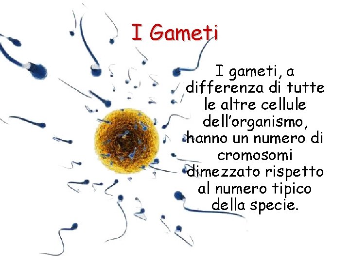 I Gameti I gameti, a differenza di tutte le altre cellule dell’organismo, hanno un