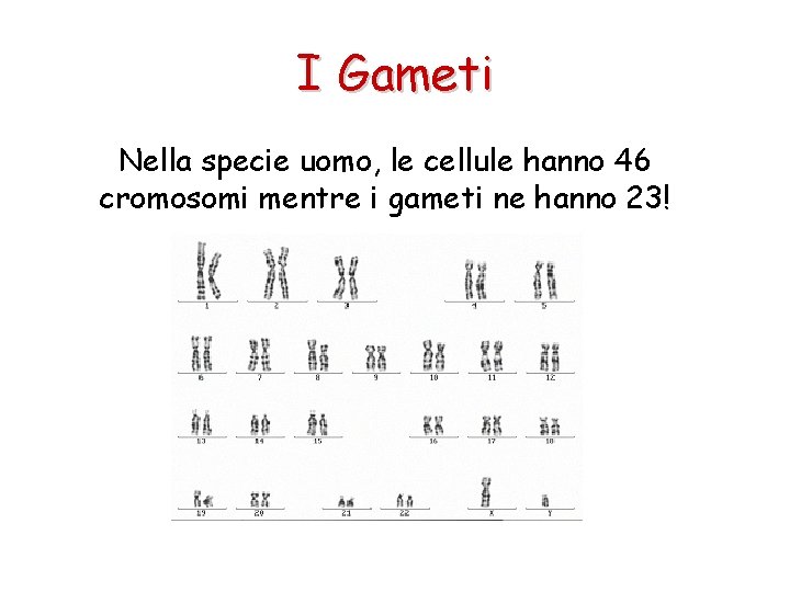 I Gameti Nella specie uomo, le cellule hanno 46 cromosomi mentre i gameti ne