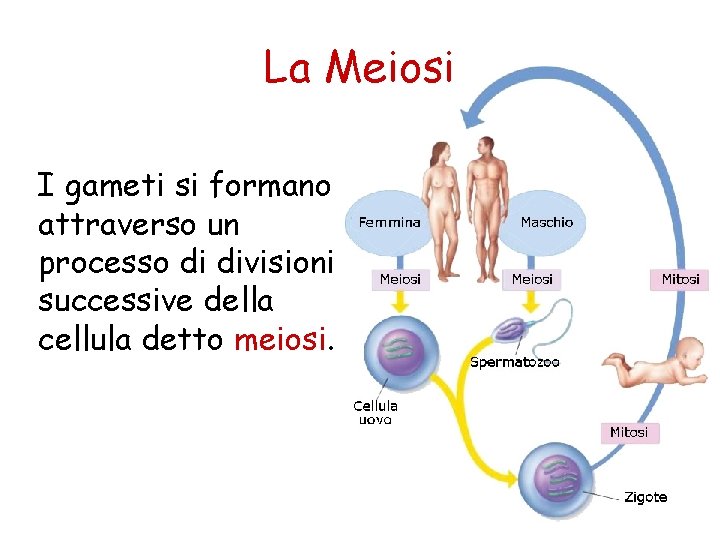 La Meiosi I gameti si formano attraverso un processo di divisioni successive della cellula