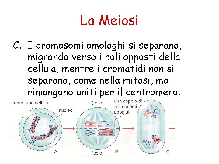 La Meiosi C. I cromosomi omologhi si separano, migrando verso i poli opposti della