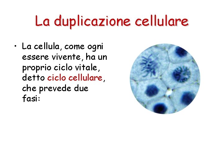 La duplicazione cellulare • La cellula, come ogni essere vivente, ha un proprio ciclo
