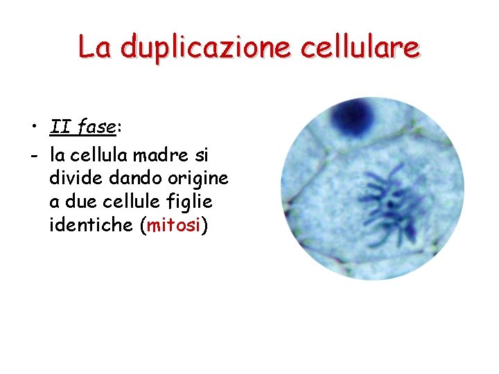 La duplicazione cellulare • II fase: - la cellula madre si divide dando origine