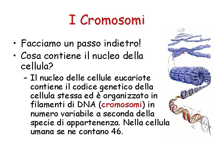 I Cromosomi • Facciamo un passo indietro! • Cosa contiene il nucleo della cellula?