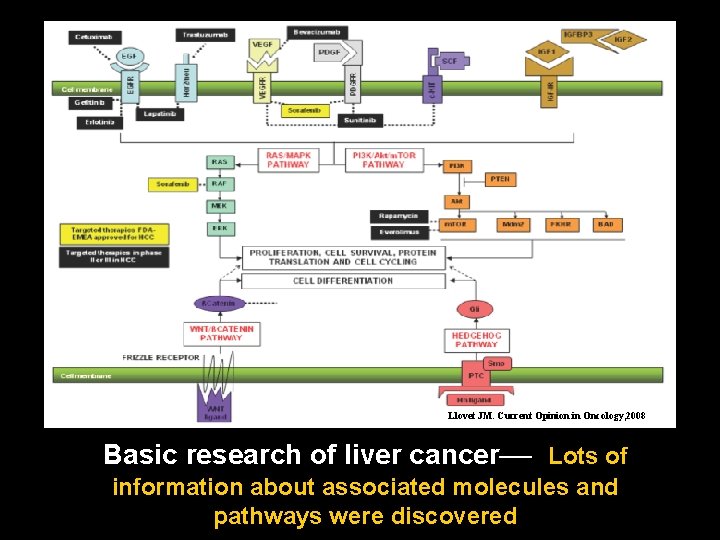 Llovet JM. Current Opinion in Oncology, 2008 Basic research of liver cancer— Lots of