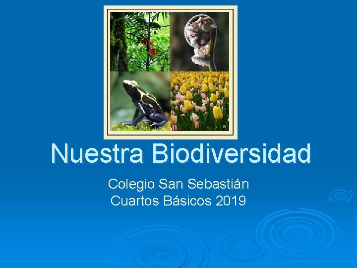 Nuestra Biodiversidad Colegio San Sebastián Cuartos Básicos 2019 