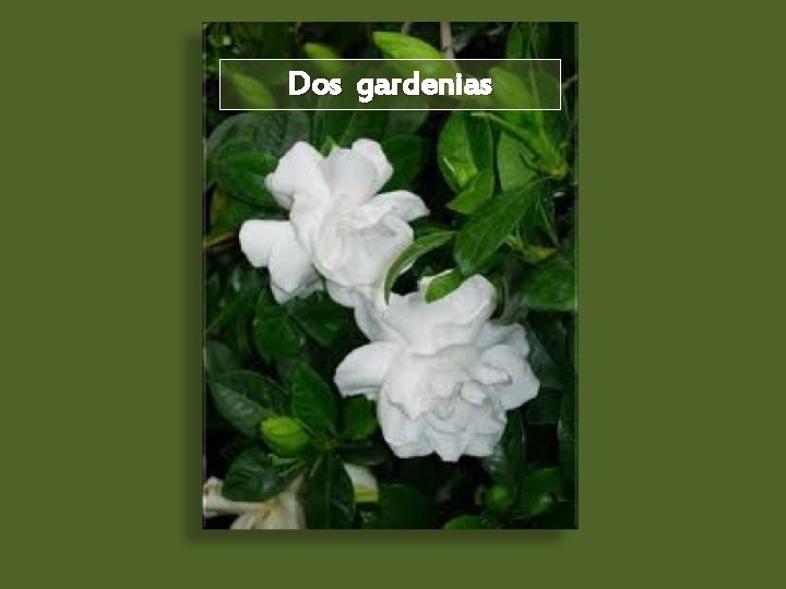 Dos gardenias 